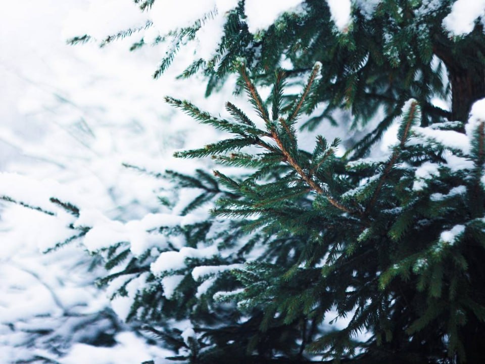    Фото: t.me/mosoblpark