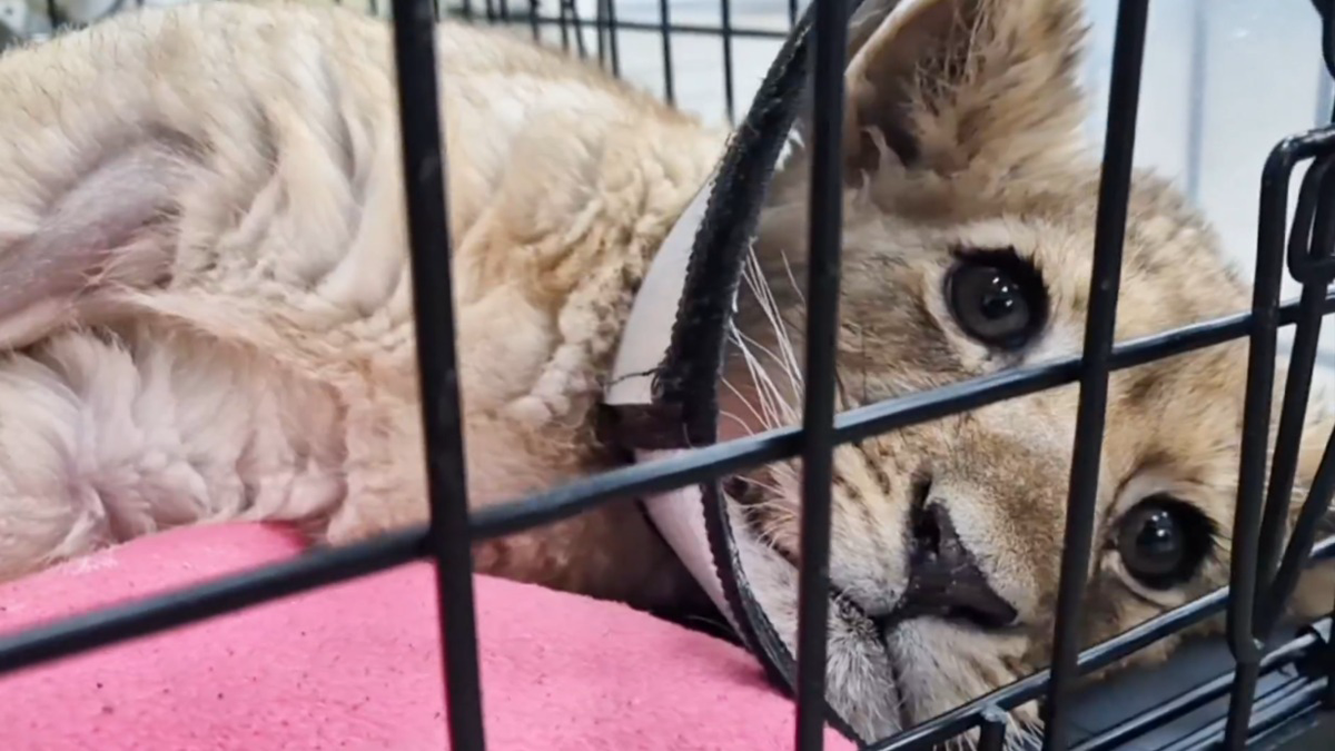    Фото: Telegram / @lions_moscow