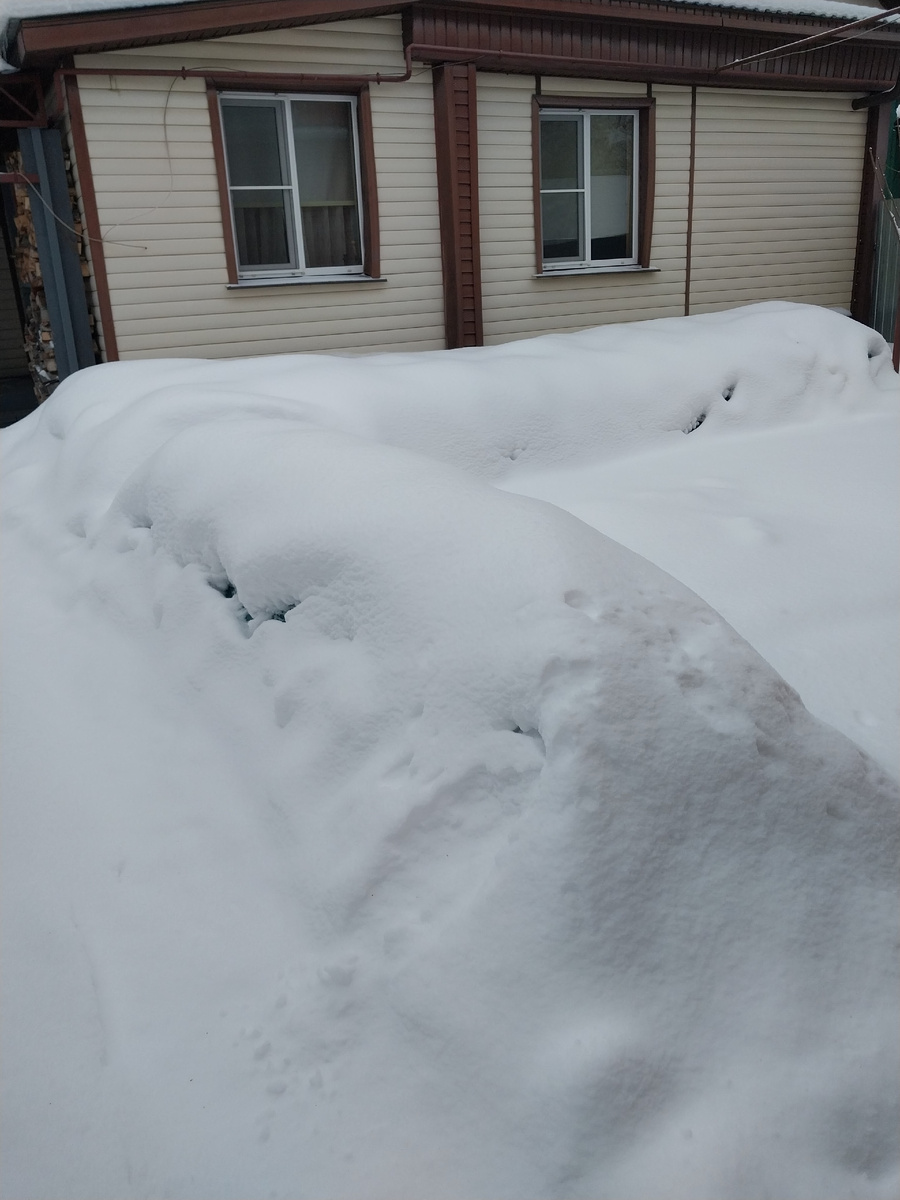 Укрытия роз под снегом 