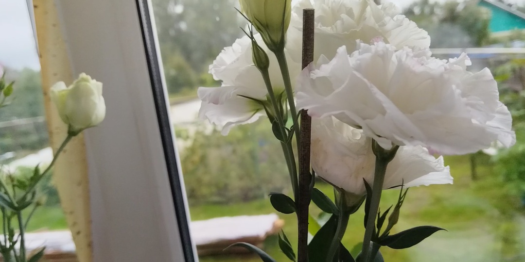 Первые всходы эустомы требуют особого внимания.