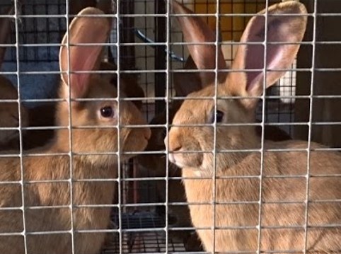 Братцы кролики в одной клетке. https://i.ytimg.com/vi/DR8uLBROoLY/hqdefault.jpg