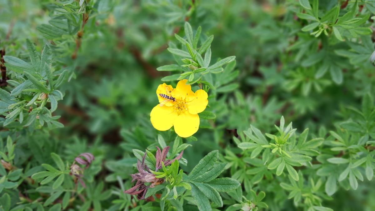 До настоящего цветения еще далеко, когда весь куст усыпан желтыми цветами и лапчатка похожа на солнышко. Фото из моего сада.