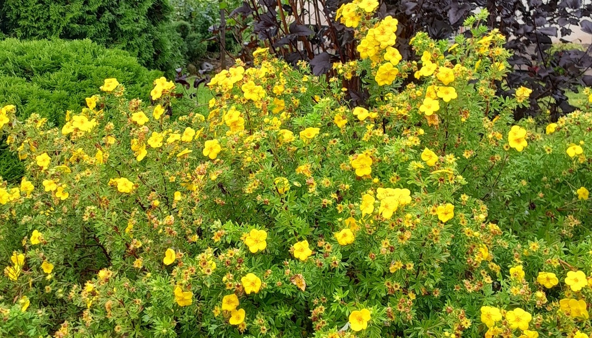 Лапчатка в цветении. Фото из моего сада.