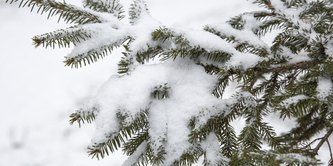 Синоптики рассказали, каким будет январь в Воронеже