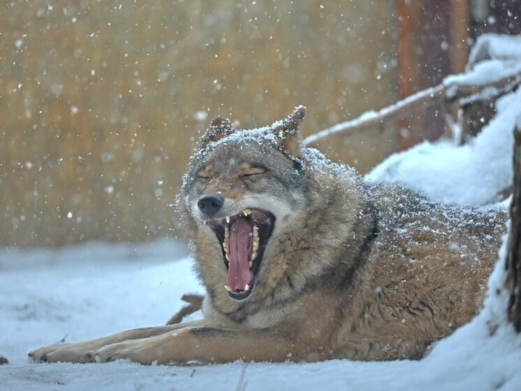     Волки редко нападают на людей. Фото: пресс-служба Ленинградского зоопарка