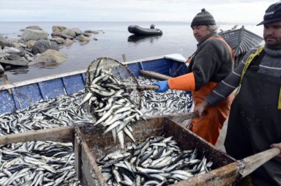 Лов мойвы (иллюстрация из открытых источников)