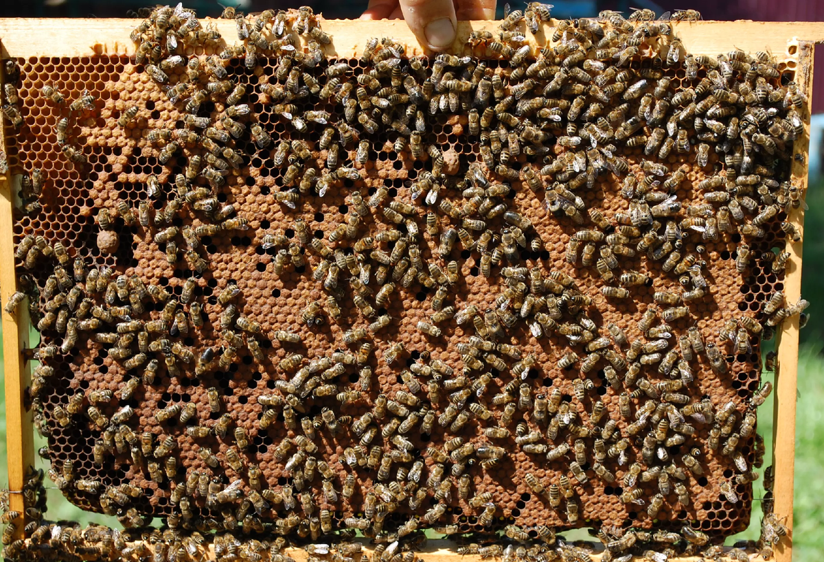 Дальневосточная пчела