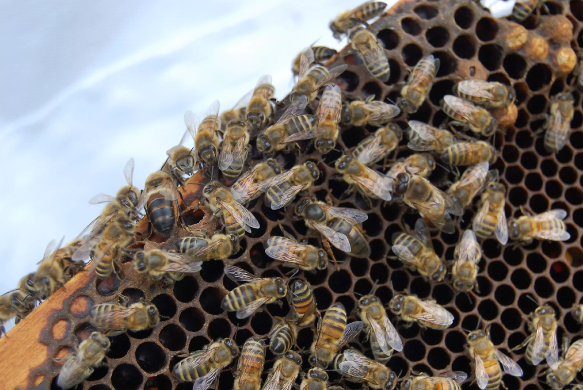 Дальневосточная популяция пчёл