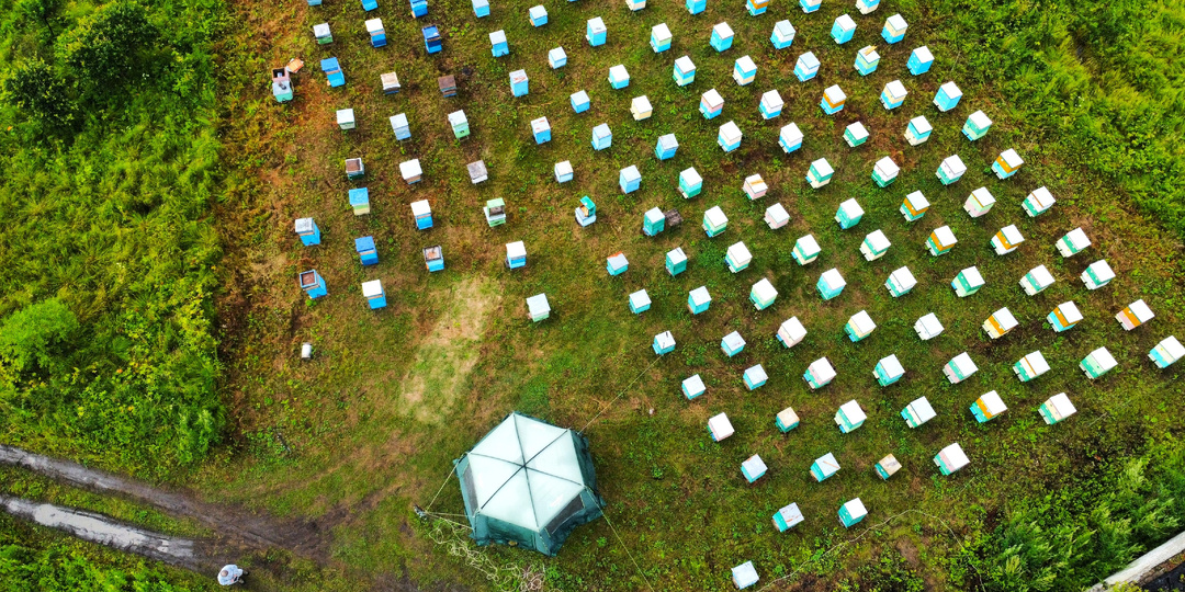 Дальневосточная популяция пчёл. Почти среднерусская, но не совсем.