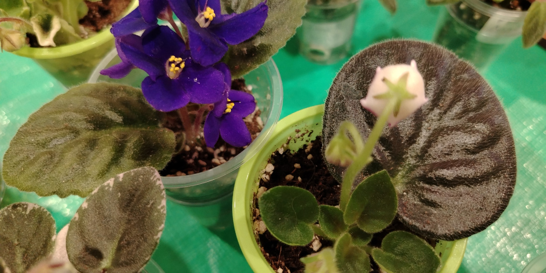 Цветоносы от листа фиалки.