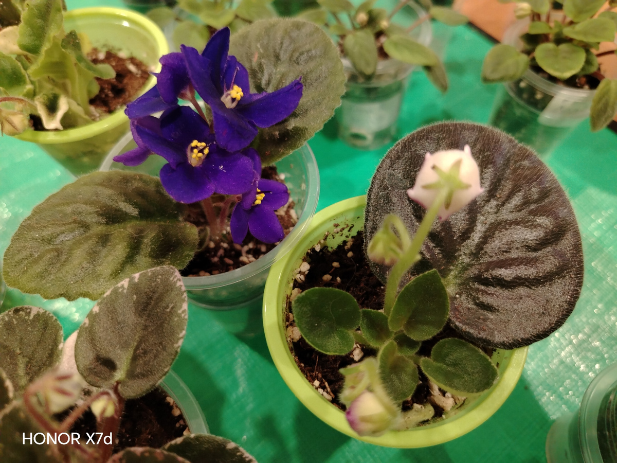 Цветёт лист или Детка при укоренении? /фото автора