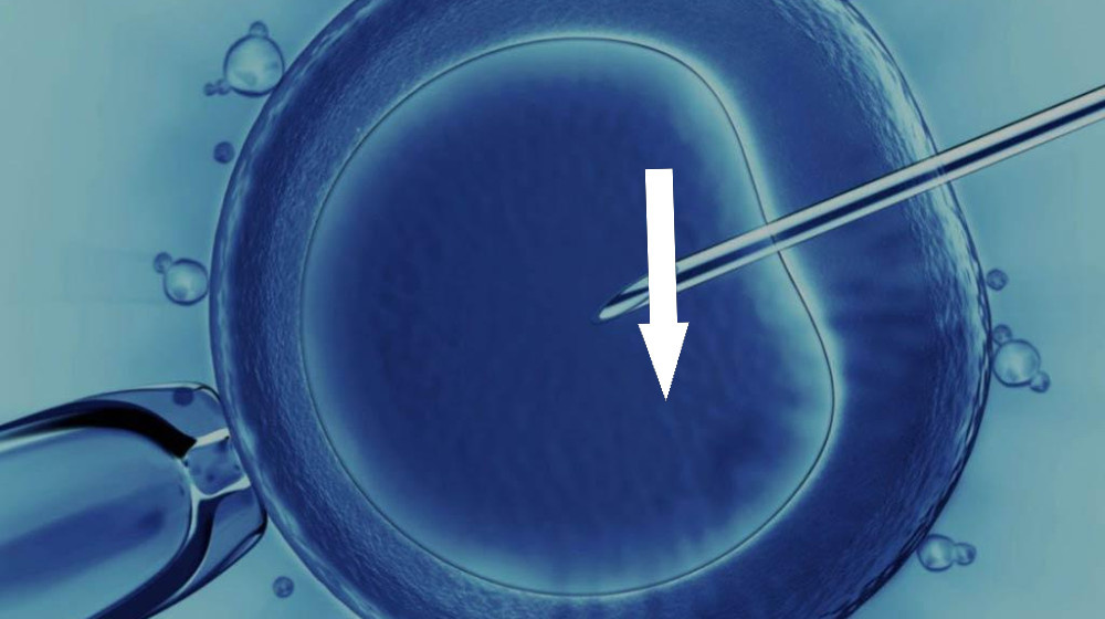    Эмбрионы ЭКО живые дети или нет? Тайна, которая меняет всё