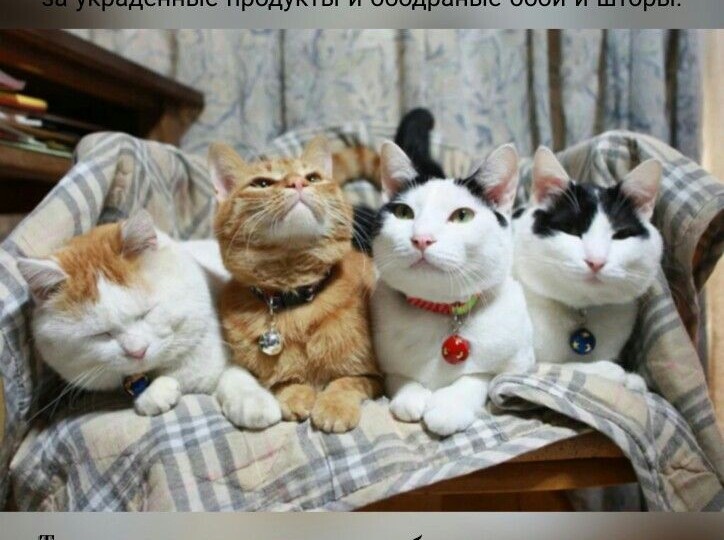 Забавные мемы с котиками