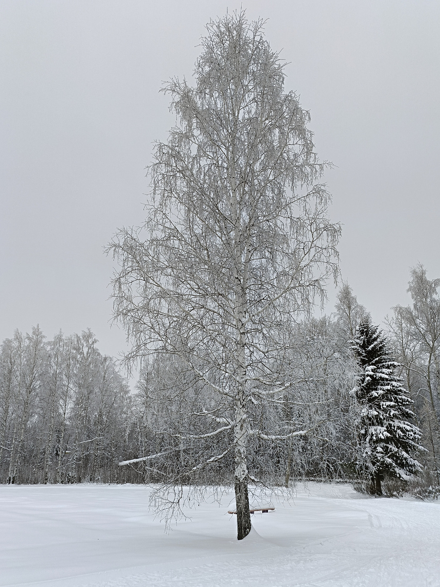 Вот вам нашей снежной красоты...