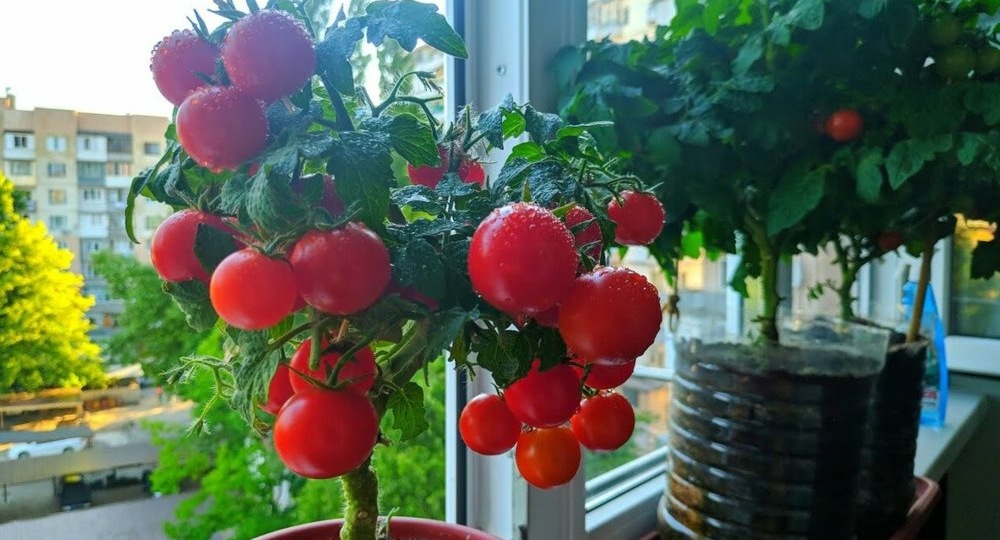 Мини-огород на подоконнике: как вырастить сочные помидоры дома круглый год