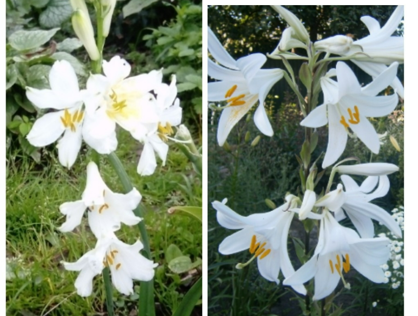 коллаж автора