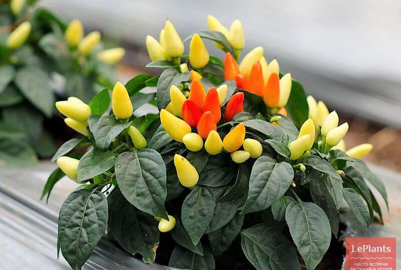 Яркий огонь на подоконнике: как вырастить сочные перцы дома круглый год