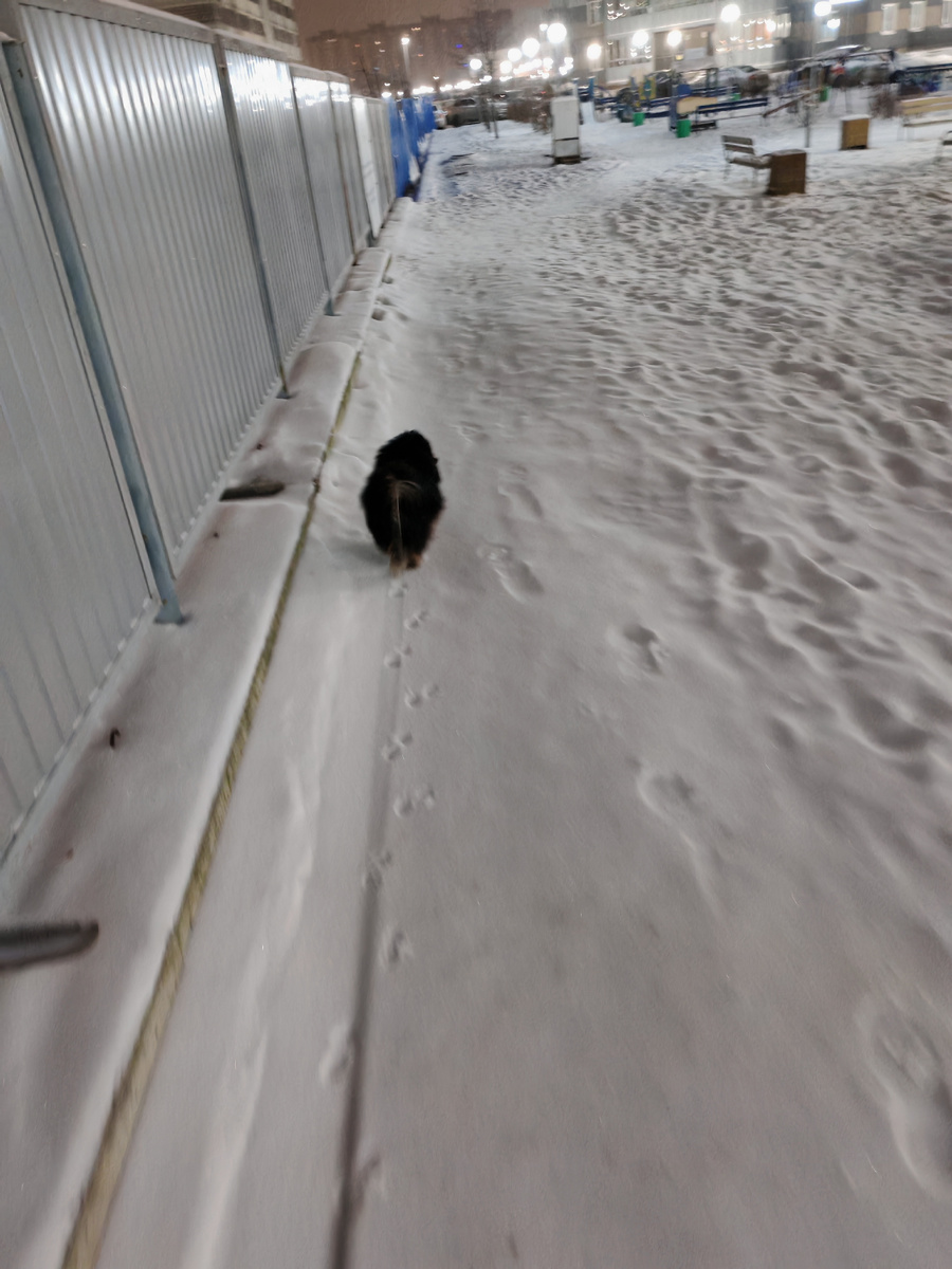 Утренняя прогулка.