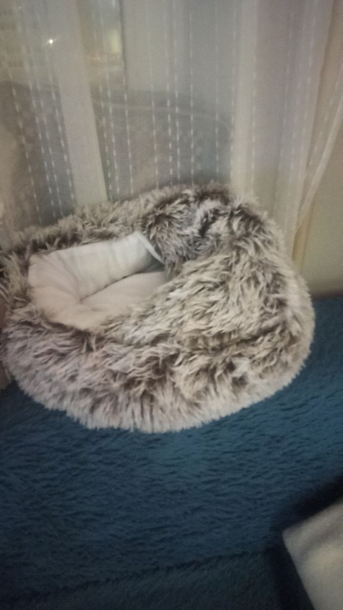 Новая лежанка моего кота.