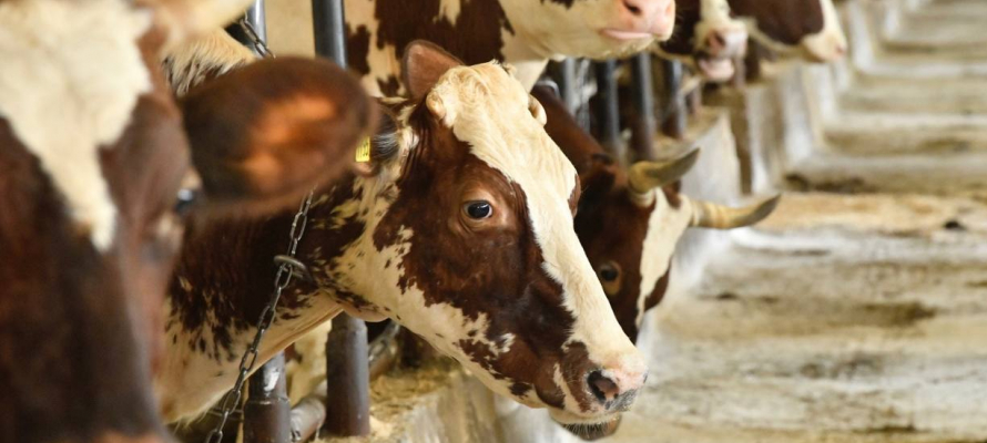    фото: © Правительство Карелии