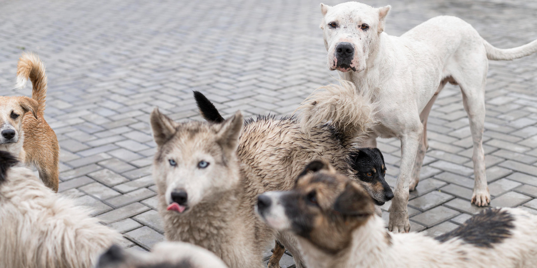 Бродячие собаки: почему нельзя бежать и как правильно действовать