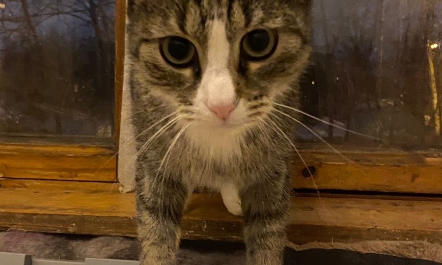 Болезненный пост о коте Грише