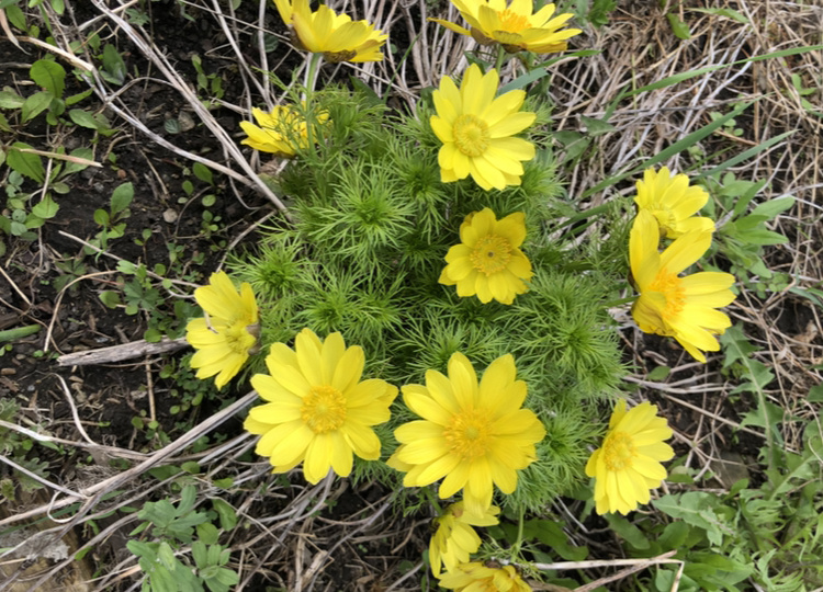 Адонисы: обыкновенные и необыкновенные. Природа сама создаёт красоту