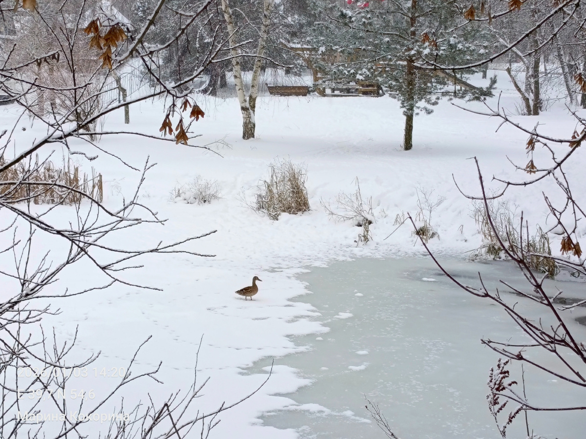 Серая шейка