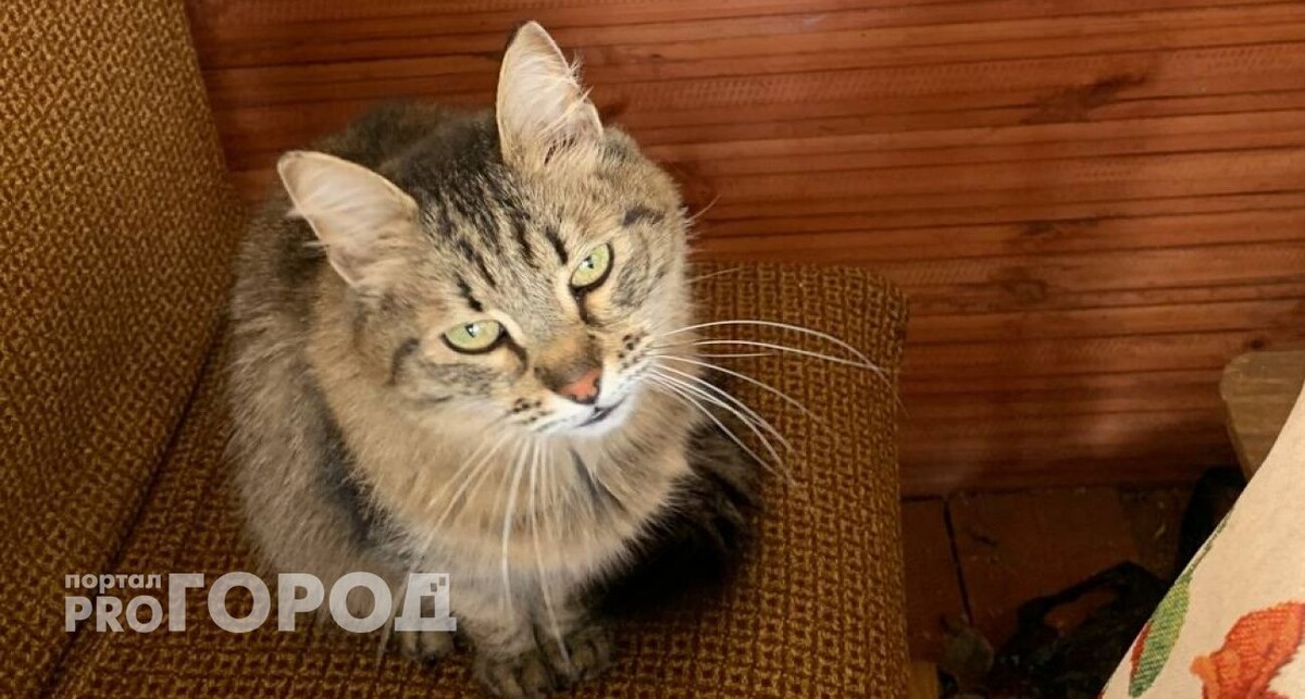    Из архива "Про Город"