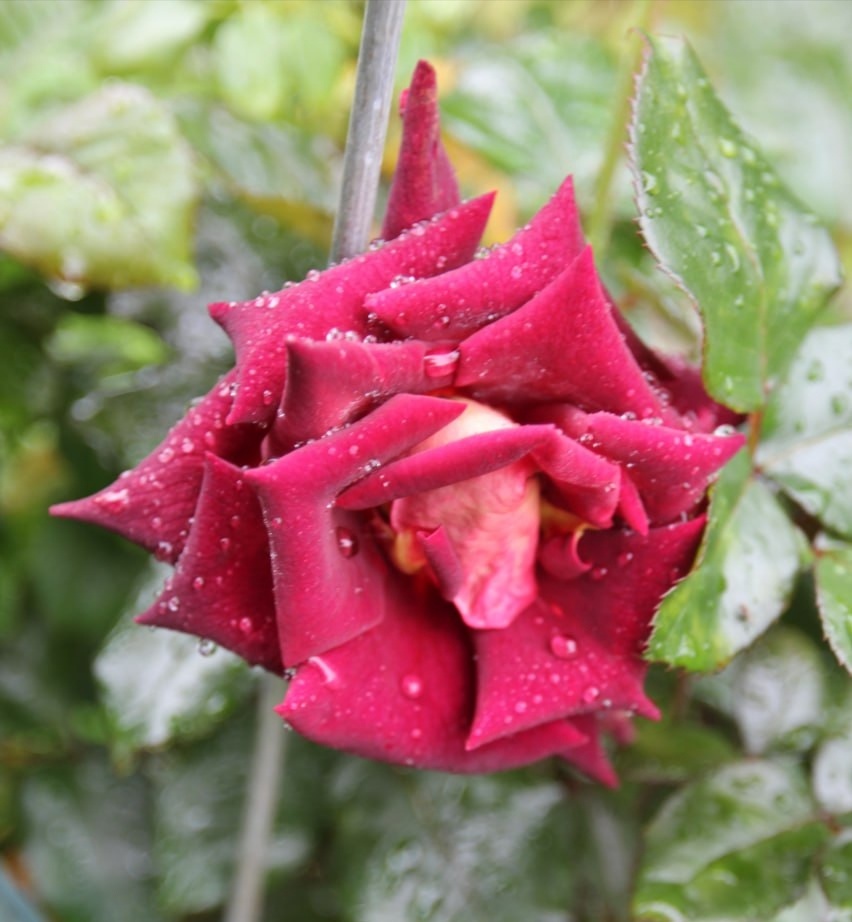 Эдди Митчел