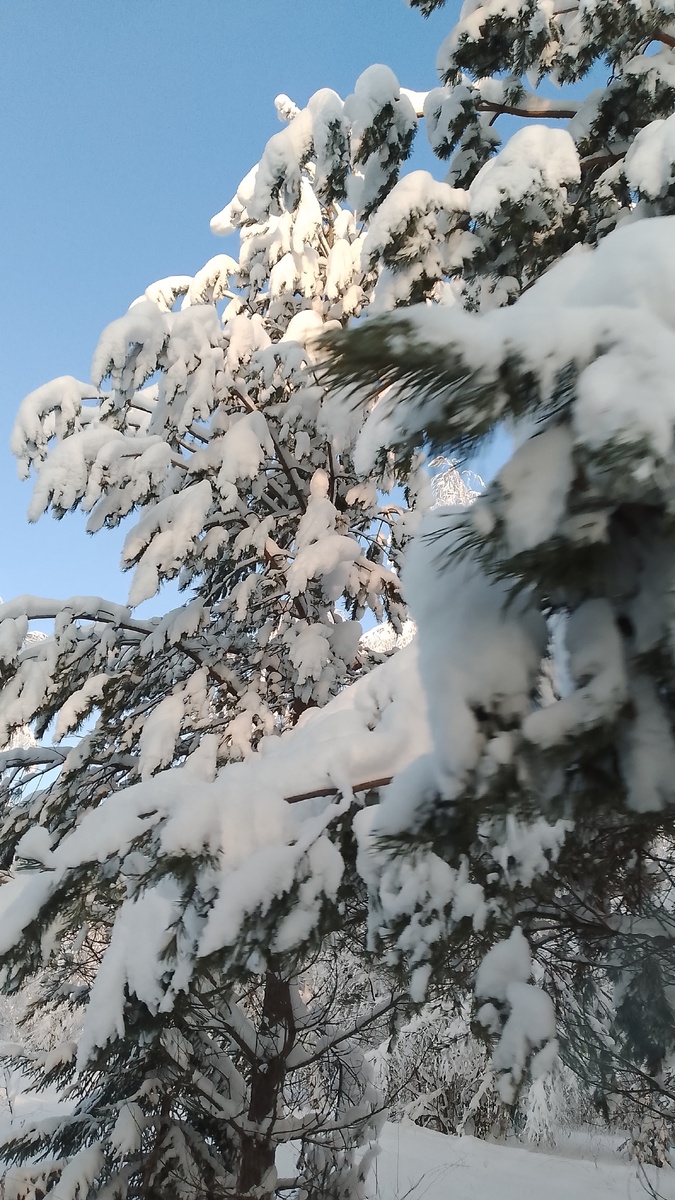 Моё. 2 января. Кировская область. 