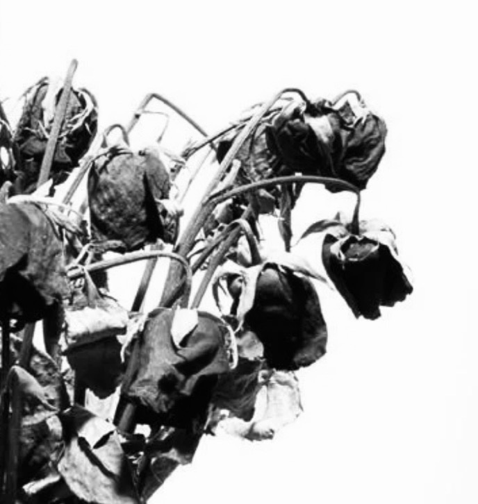 Яндекс фото 