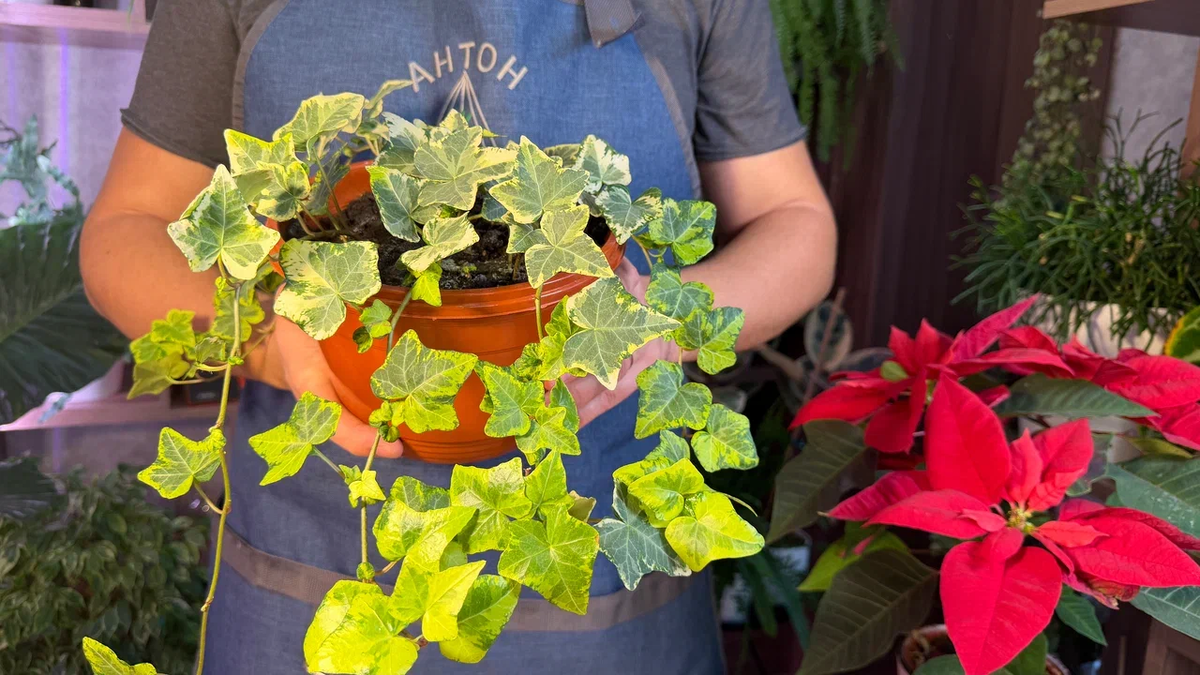 Вот один из новых красавчиков - плющ