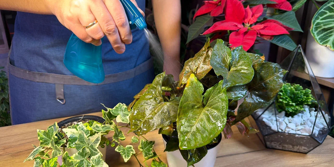 5 нетипичных причин отказаться от покупки нового растения в магазине: испытал на себе, рассказываю