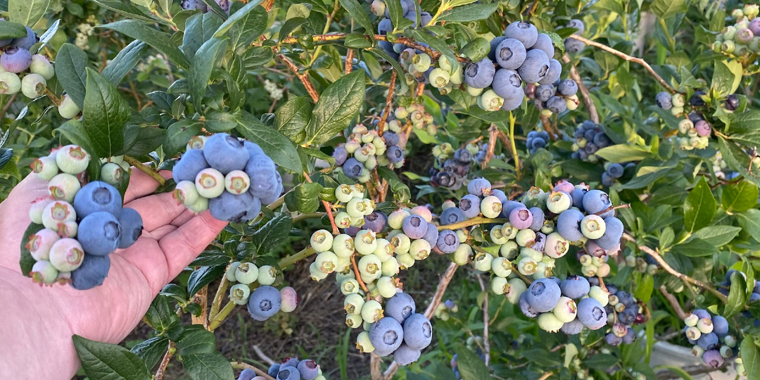 Топ-10 сортов голубики для тёплого климата Краснодарского края и юга России