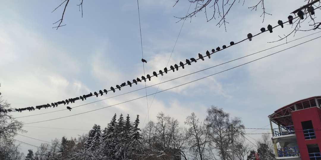 03.01.2026г. Прогулка, рынок и бракованные рыбки