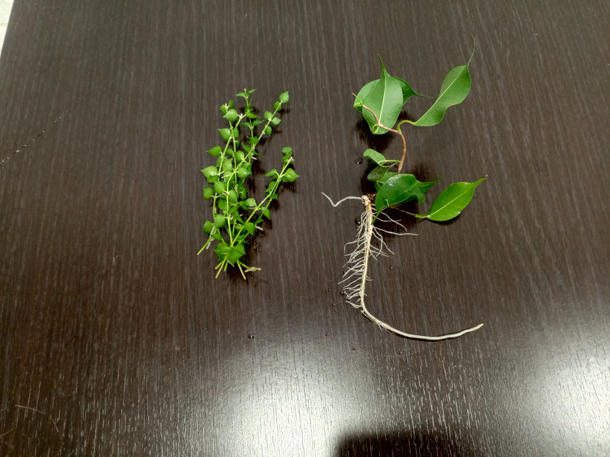 Вот мои укоренённые в воде черенки