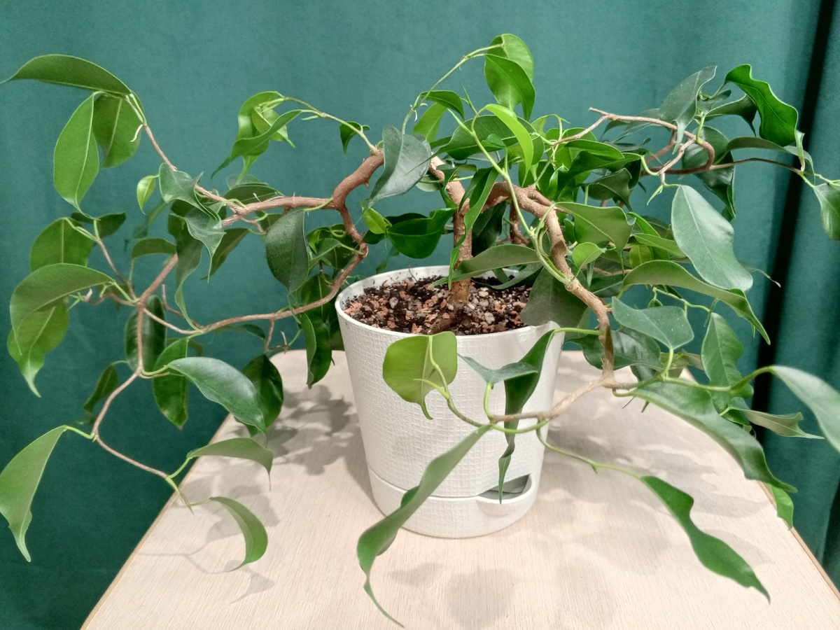 Фикус Вианди.