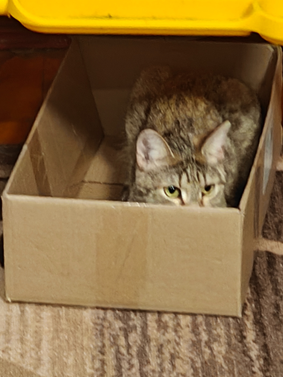 Можно и я спрячусь в коробку от безтактных вопросов? 