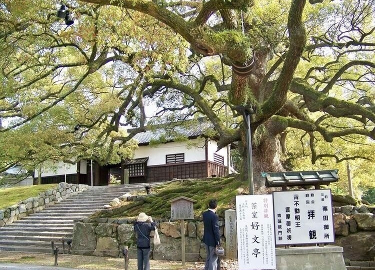 Какие деревья смогли пережить атомную бомбардировку Хиросимы?