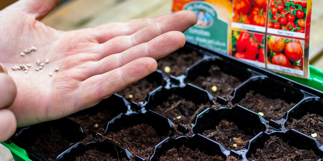 Рассада, которую бывалые деревенские дачники сажают уже в январе. Их опыт стоит перенять и всем остальным