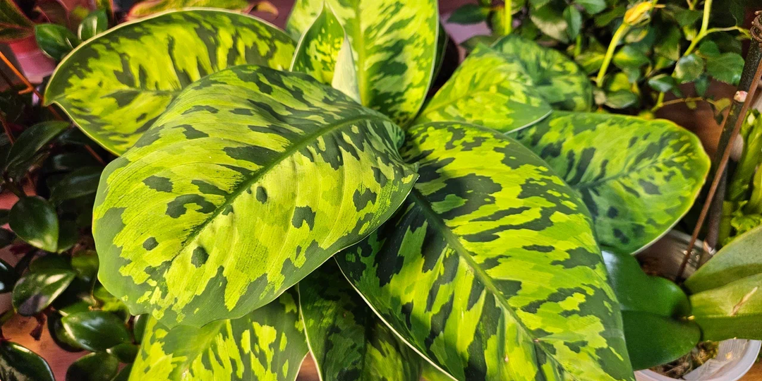 Изучил научные данные — теперь ясно, какие 10 растений действительно полезны для дома