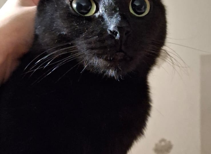 ЧЕРНИЧКА И КИВИ - ЯГОДКА И ФРУКТ С ПРИВЕТОМ ИЗ ДОМА🏡