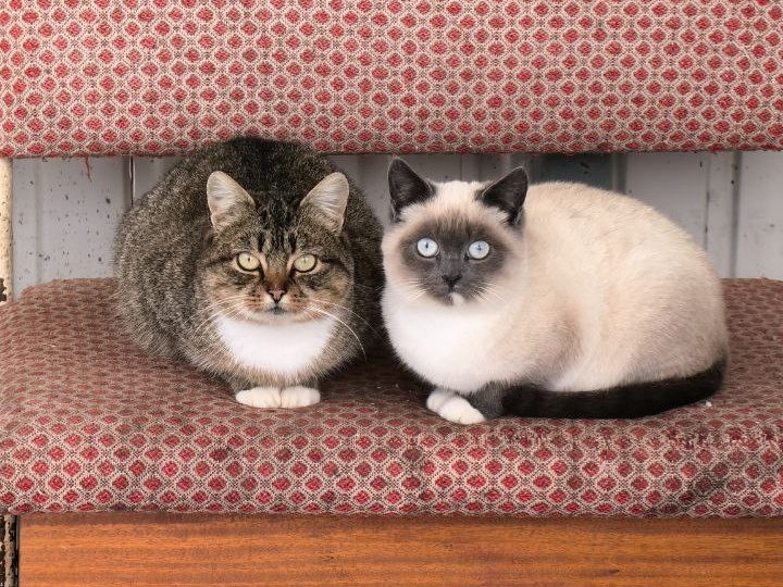 Один, два, пять - простая кошачья математика