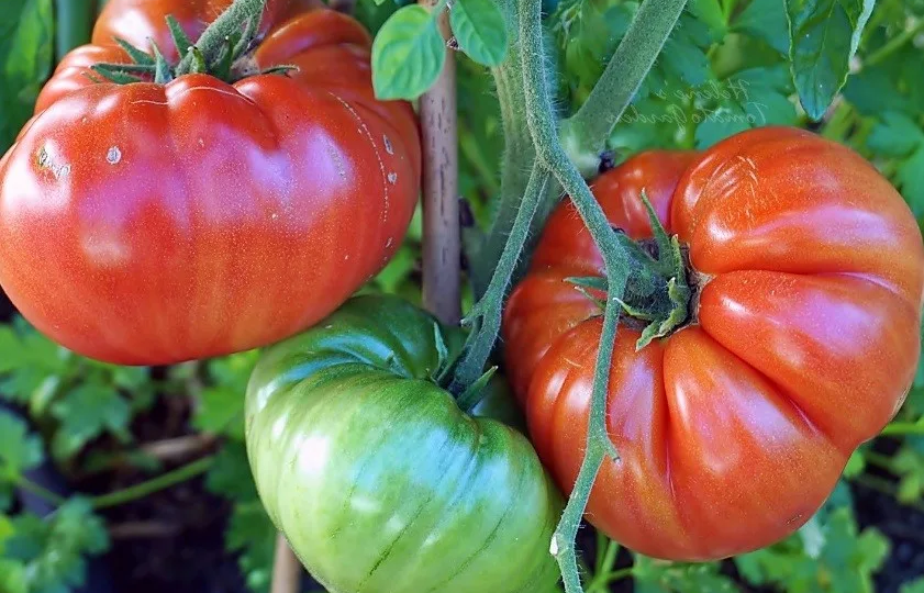 Какие помидоры нужно успеть посеять на рассаду в январе месяце