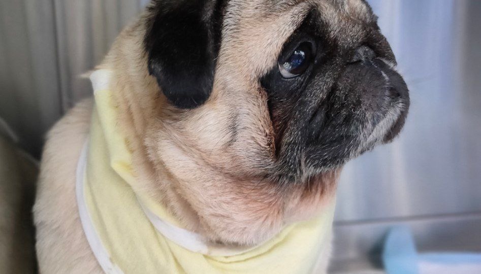 Чем опасна пиометра у собак и кошек: жизненно важная информация для владельцев