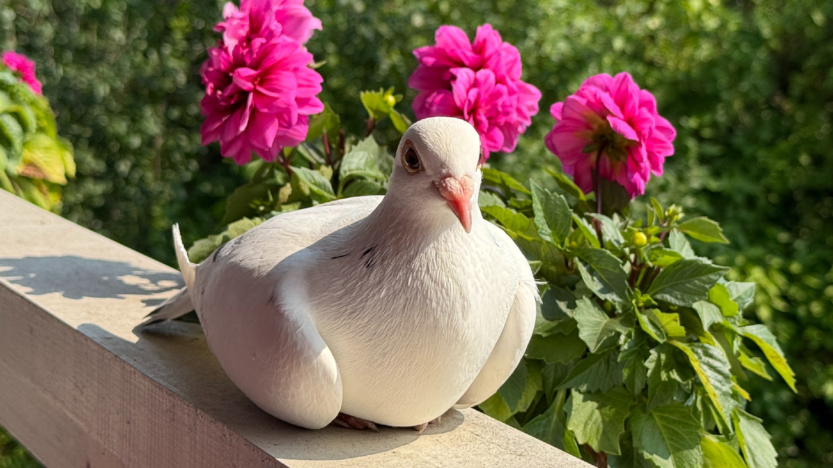 Эта голубка почти месяц жила на терассе нашего дома. Оберегала нас, а потом просто улетела...