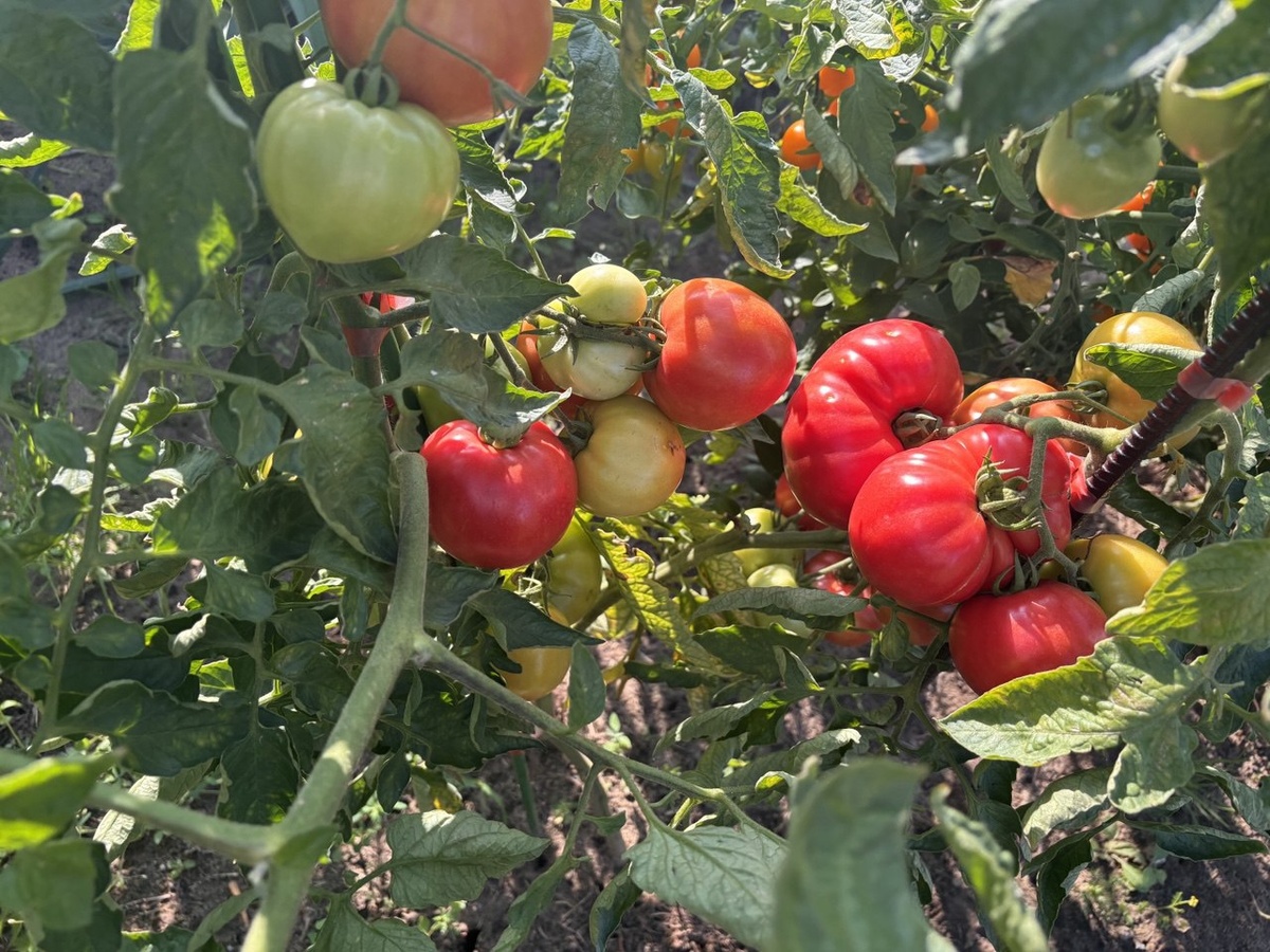 6 августа 2025 ОГ