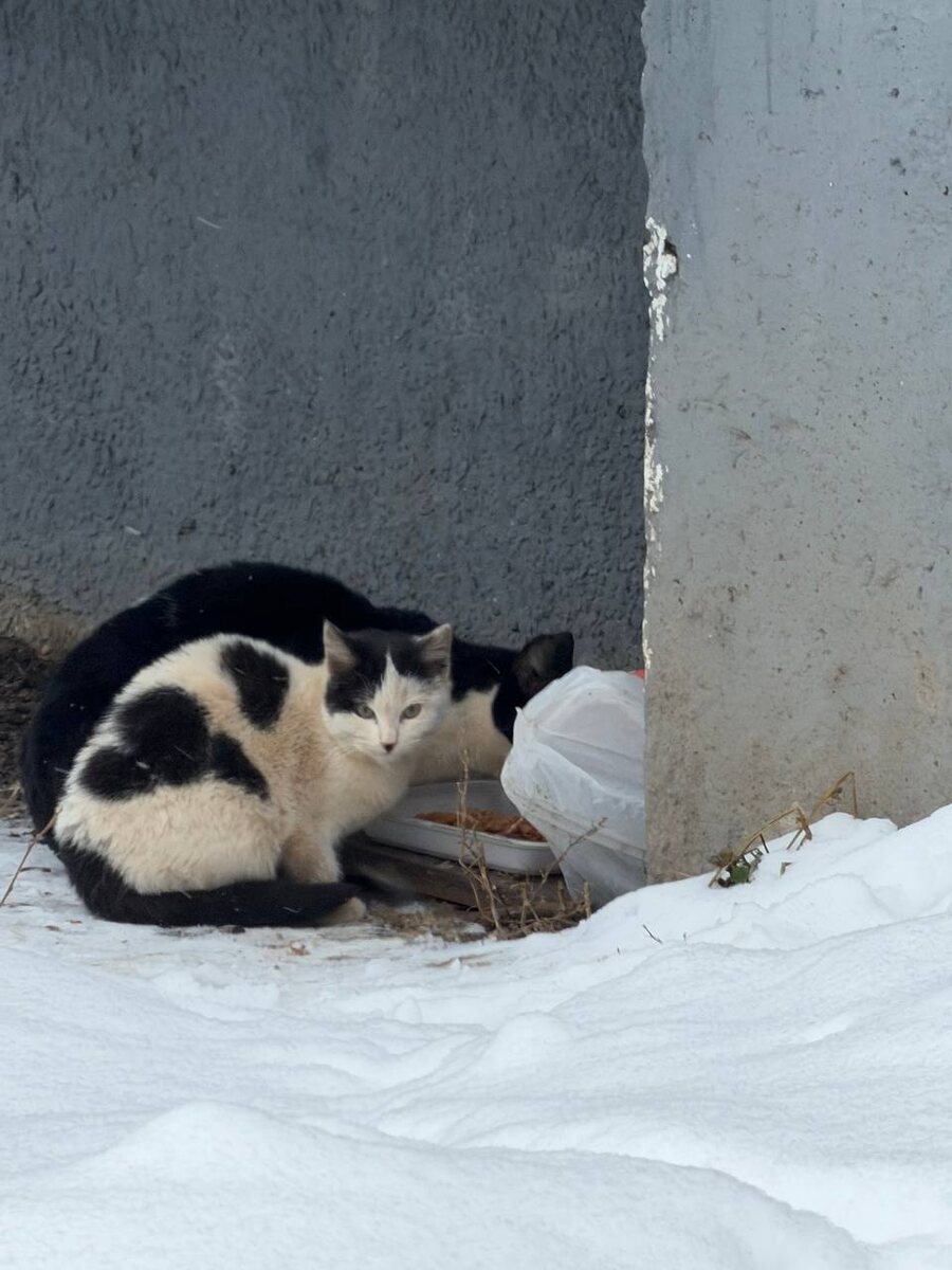 Котёнок со стройки, или маленький ангелочек-хранитель шести своих собратьев по бездомной жизни