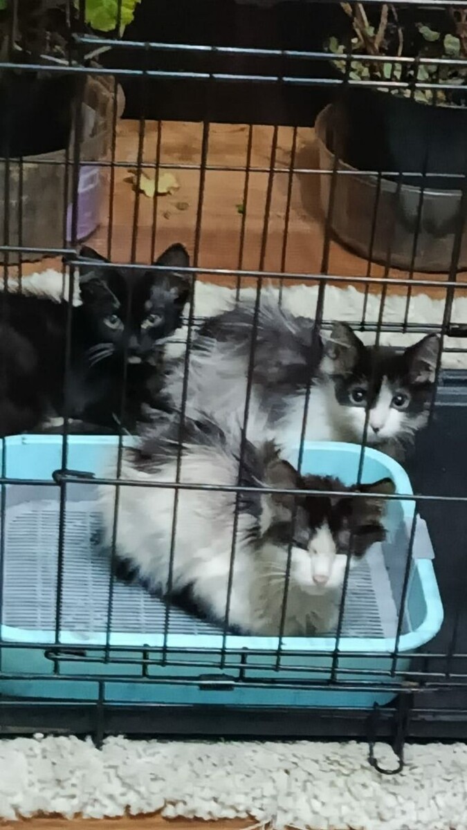 Трое двухмесячных малышей однопомётников